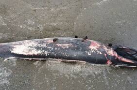 Sernapesca inspecciona ballena varada en Chiloé