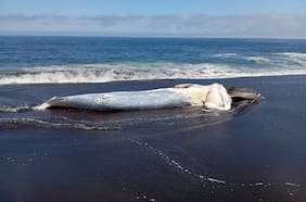 Ballena muerta vara en playa de San Pedro de la Paz: Sernapesca coordina retiro por avanzado estado de descomposición