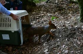 Retornando a casa: la emotiva liberación de una pequeña cría de pudú en bosque nativo del Parque Alessandri de Coronel