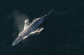 La conservación de la naturaleza no aporta a la economía