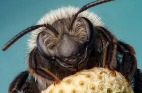 Una polilla que parece ave, una mariposa con rostro de camaleón: las mejores fotos de insectos según célebre concurso de fotografía