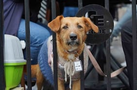 Cómo recibir un collar de rastreo gratuito para mascotas: entregarán 5 mil en La Florida