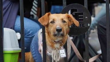 Cómo recibir un collar de rastreo gratuito para mascotas: entregarán 5 mil en La Florida
