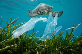 Pese a las estancadas negociaciones en Ginebra, los países muestran intenciones en frenar la contaminación de los plásticos