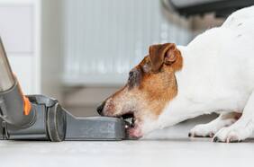 Perros vs aspiradoras: cómo quitarles el miedo a los aparatos ruidosos