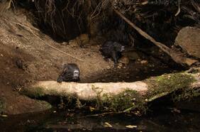 Con cámaras trampa, por primera vez registran al roedor más grande de Chile en bosques del sur