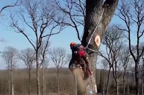 Comienza la tala de mil robles centenarios para la reconstrucción de Notre Dame