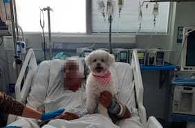 Cuando una mascota es la medicina: el protocolo que humaniza las UCI