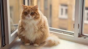 Ozempic para gatos: el nuevo medicamento que ya se está probando en felinos con sobrepeso