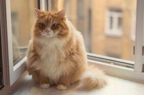 Codependiente, pegajoso o casual y distante: Científicos determinan que la relación entre gatos y dueños se puede encasillar en cinco categorías