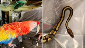 La operación masiva contra el tráfico de especies que logró incautar 30.000 animales vivos en 134 países