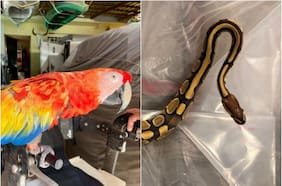 La operación masiva contra el tráfico de especies que logró incautar 30.000 animales vivos en 134 países