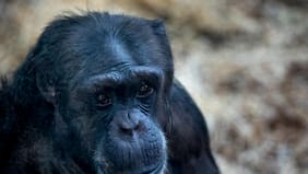 Un estudio sugiere que los simios también pueden “jugar a fingir”