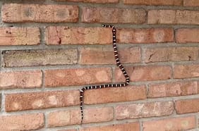 Esta serpiente cruzó esta muralla al más puro estilo del juego Snake de Nokia