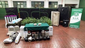 Detienen a sujeto que tenía plantación de marihuana en su patio en Ñuñoa: se encontraron 42 plantas