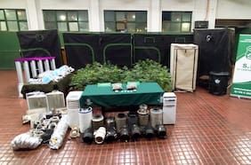 Detienen a sujeto que tenía plantación de marihuana en su patio en Ñuñoa: se encontraron 42 plantas