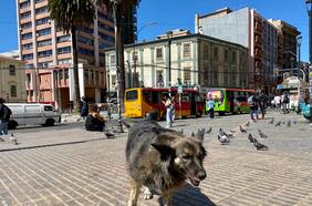 En Chile se consume más carne de perro de los que se cree: ¿es legal su venta?