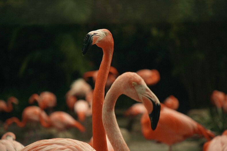 Pink flamingos