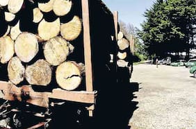 Arauco: dejan en libertad a cabecilla de banda de robo de madera y a otros dos imputados