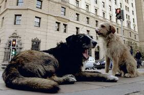 “Ellos confían en ti”: la emotiva campaña que busca promover la tenencia responsable de mascotas