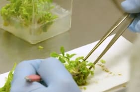 La tecnología que maximiza el proceso de fotosíntesis para combatir el cambio climático.