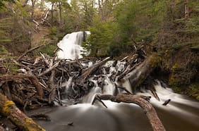 ¿Qué es la malaria aviar? El silencioso avance en Chile de esta peligrosa y desconocida enfermedad