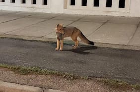 Esto debes hacer si avistas un zorro en la ciudad