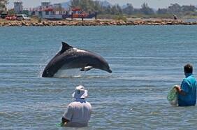 La asombrosa pesca colaborativa entre delfines y pescadores en Brasil