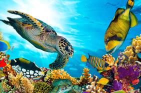 Descubren en Australia un arrecife de coral del tamaño de un edificio