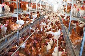 Rusia afirma que detectó primer caso de transmisión de cepa H5N8 de gripe aviar al ser humano