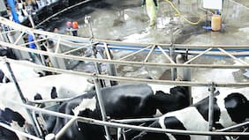 La leche: una industria en movimiento y al alza