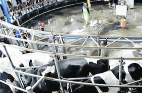 La leche: una industria en movimiento y al alza