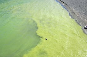 Ambicioso proyecto busca descontaminar el lago Villarrica en 15 años y una inversión de US$ 56 millones