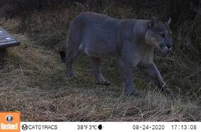 Monitorean con cámaras trampa la interacción de pumas en áreas de uso público en el Parque Nacional Patagonia