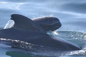 Científicos hacen espantoso descubrimiento: parte de la masa de los mamíferos marinos ya es plástico