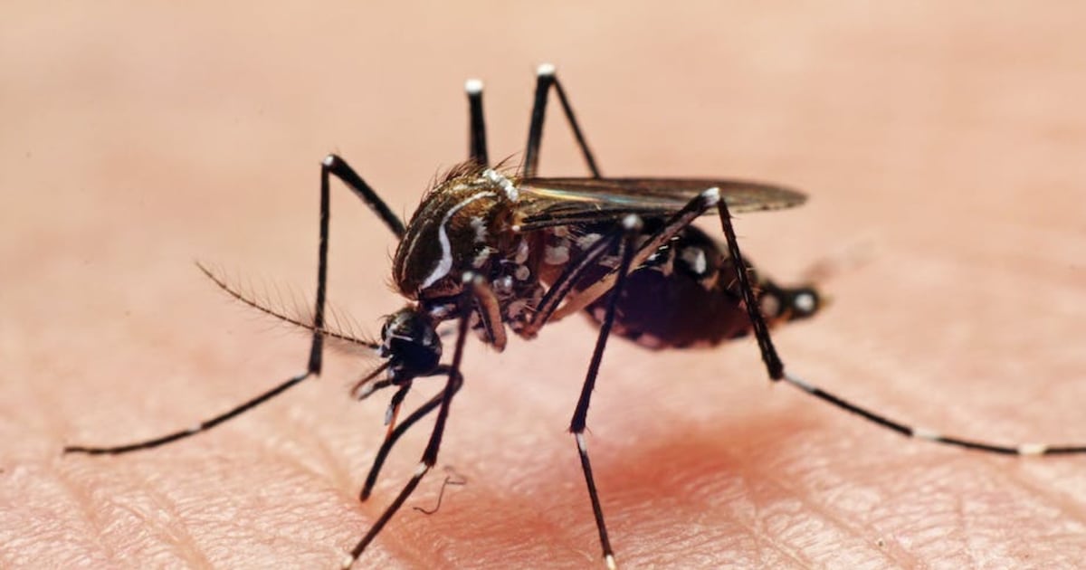 Qué es la malaria y cómo se contagia la enfermedad que padecía el tripulante vietnamita fallecido en Talcahuano - La Tercera
