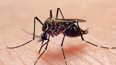 Qué es la malaria y cómo se contagia la enfermedad que padecía el tripulante vietnamita fallecido en Talcahuano