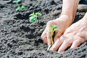 Regeneración: la tendencia que comienza a entusiasmar al sector privado