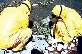 Confirman primer fallecido por virus Hanta en La Araucanía: víctima es un hombre de 39 años