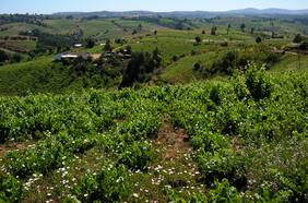 ¿Patrimonio de la Humanidad? Viñas patrimoniales chilenas podrían ser las primeras de América