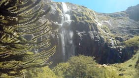 Cómo es la Reserva Nacional Alto Biobío, que está amenazada por un incendio forestal