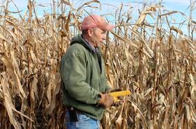 El maíz es la más reciente materia prima en dispararse en precio