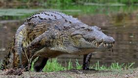 Los cocodrilos que se adaptaron a unas islas en el Caribe mexicano y “evolucionaron” como nuevas especies