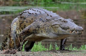 Los cocodrilos que se adaptaron a unas islas en el Caribe mexicano y “evolucionaron” como nuevas especies