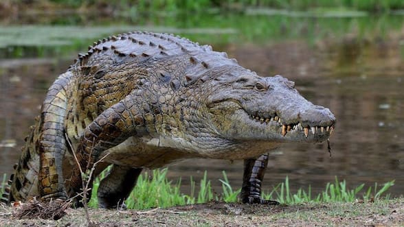 Ante dificultad para construir vallas: India planea liberar cocodrilos y serpientes venenosas en su frontera con Bangladesh