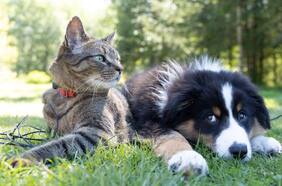 Feromonas: ¿pueden reducir el estrés y la ansiedad de nuestros perros y gatos?