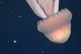 ¡Es como un bus escolar! Científicos registran una enorme medusa en el mar argentino