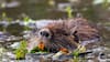 Cómo los animales y las plantas en Chile han enfrentado las últimas lluvias torrenciales