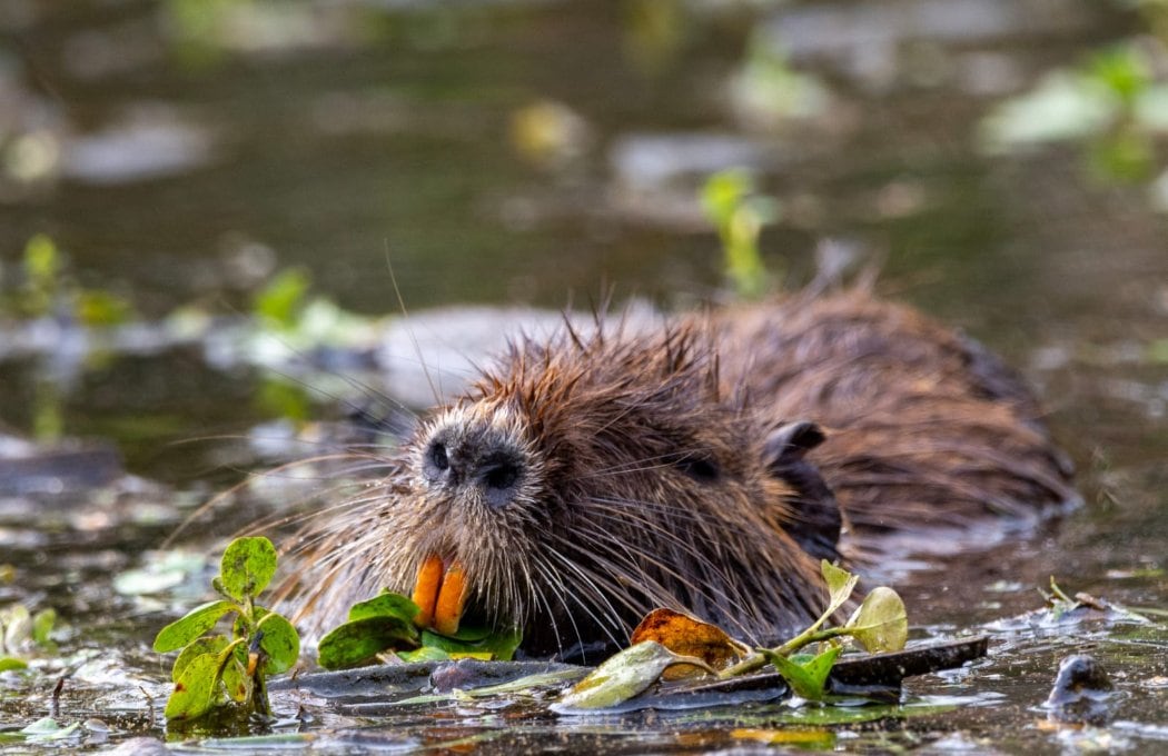 Cómo los animales y las plantas en Chile han enfrentado las últimas lluvias torrenciales