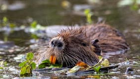 Cómo los animales y las plantas en Chile han enfrentado las últimas lluvias torrenciales